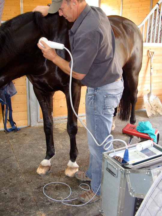 Therapeutic Options Sporthorse Veterinary Services